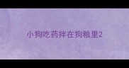 小狗吃药拌在狗粮里