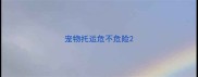 宠物托运危不危险
