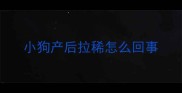 小狗产后拉稀怎么回事
