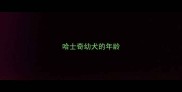哈士奇幼犬的年龄