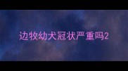边牧幼犬冠状严重吗