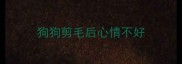 狗狗剪毛后心情不好