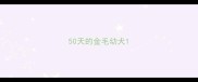 50天的金毛幼犬