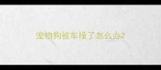 宠物狗被车撞了怎么办