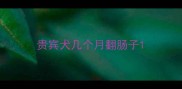贵宾犬几个月翻肠子