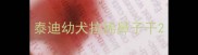 泰迪幼犬拉稀鼻子干