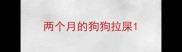 两个月的狗狗拉屎