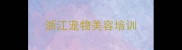 浙江宠物美容培训