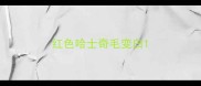 红色哈士奇毛变白