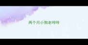 两个月小狗老哼哼