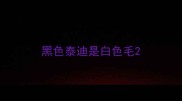 黑色泰迪是白色毛