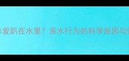 猫咪为什么总爱趴在水里亲水行为的科学原因与健康管理指南