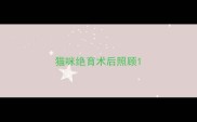 猫咪绝育术后照顾