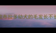 拉布拉多幼犬的毛发长不长