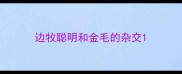 边牧聪明和金毛的杂交