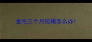 金毛三个月拉稀怎么办
