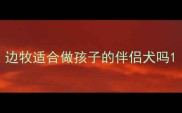 边牧适合做孩子的伴侣犬吗