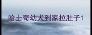 哈士奇幼犬到家拉肚子