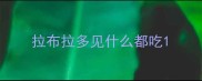 拉布拉多见什么都吃