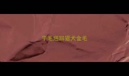 平毛巡回猎犬金毛