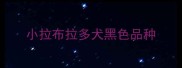 小拉布拉多犬黑色品种