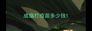 成猫打疫苗多少钱