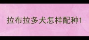 拉布拉多犬怎样配种