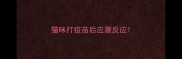 猫咪打疫苗后应激反应