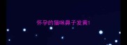 怀孕的猫咪鼻子发黄