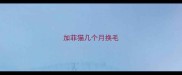 加菲猫几个月换毛