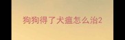 狗狗得了犬瘟怎么治