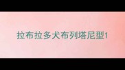 拉布拉多犬布列塔尼型