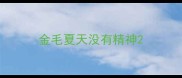 金毛夏天没有精神