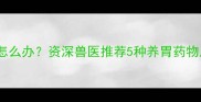 泰迪犬肠胃脆弱怎么办资深兽医推荐5种养胃药物及饲养注意事项