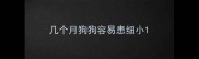 几个月狗狗容易患细小