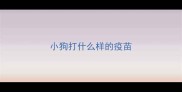 小狗打什么样的疫苗