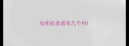 拉布拉多成年几个月