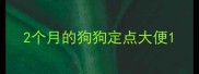 2个月的狗狗定点大便