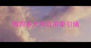 狗狗多大可以用牵引绳