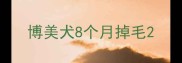博美犬8个月掉毛