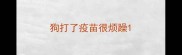 狗打了疫苗很烦躁
