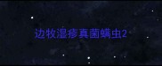 边牧湿疹真菌螨虫
