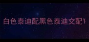 白色泰迪配黑色泰迪交配