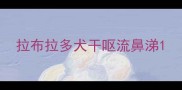 拉布拉多犬干呕流鼻涕