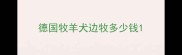 德国牧羊犬边牧多少钱