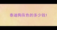 泰迪狗灰色的多少钱