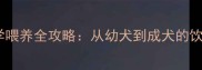 拉布拉多科学喂养全攻略从幼犬到成犬的饮食运动指南