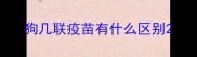 狗几联疫苗有什么区别