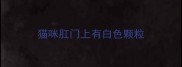 猫咪肛门上有白色颗粒