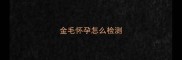 金毛怀孕怎么检测